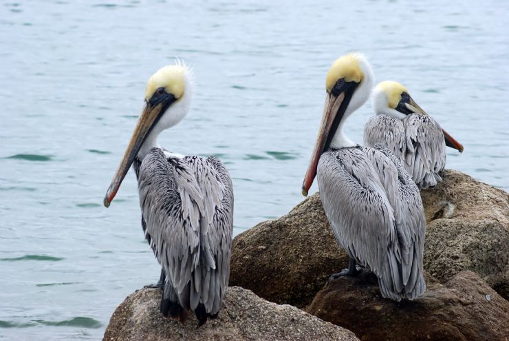 Adult Brown Pelicans resting on rocks, Isla Bolanos Wildlife Refuge
