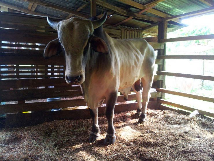 Bull in truck from Guanacaste