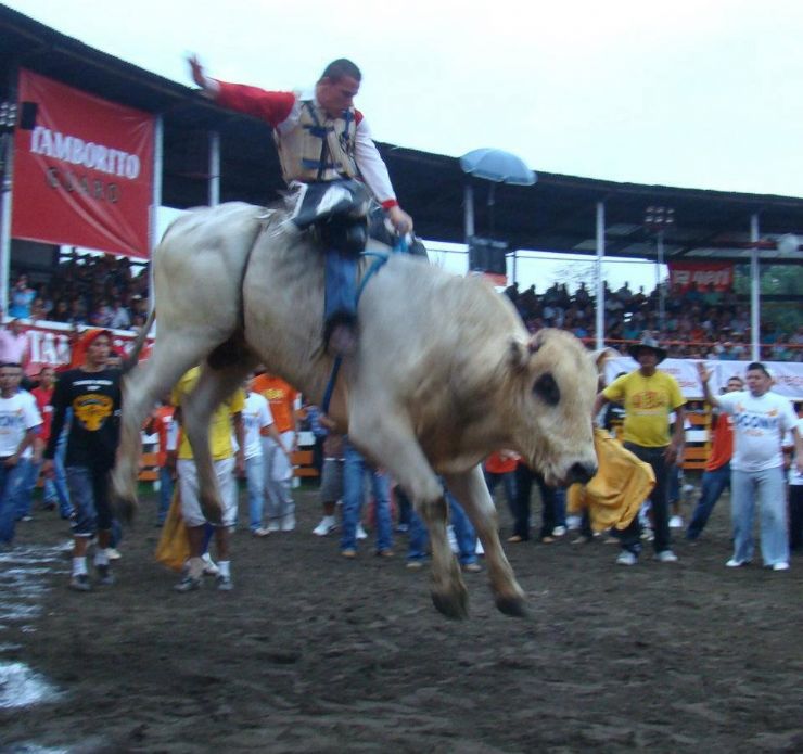 Amazing rodeo with bulls in Guanacaste