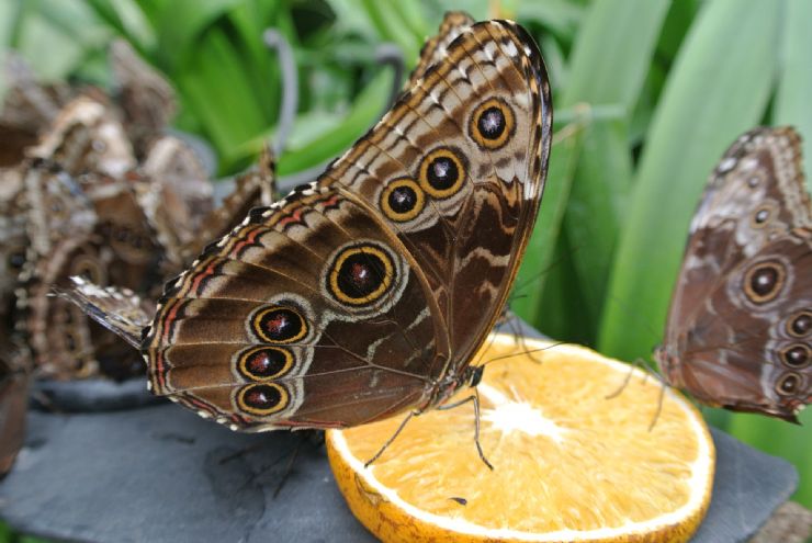 Butterfly feeding from orange in La Paz Waterfall Garden, Heredia