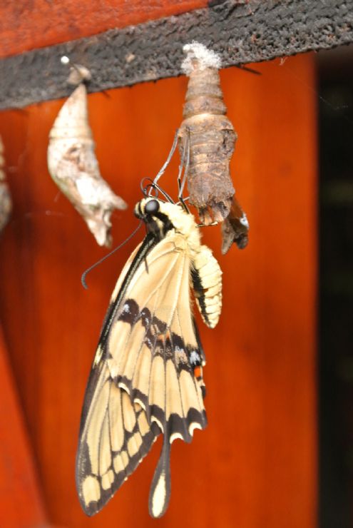 Butterfly came out of a crisalid in a butterfly farm, Heredia