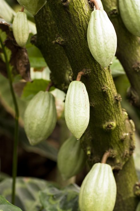 Cacao growing on tree at the Bribri Indigenous Reserve