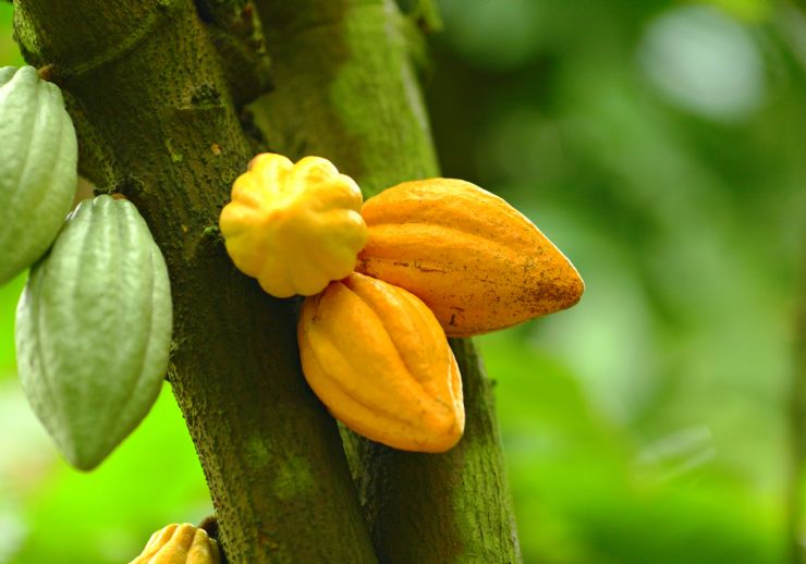 Cacao (chocolate) growing at a farm in Sarapiqui