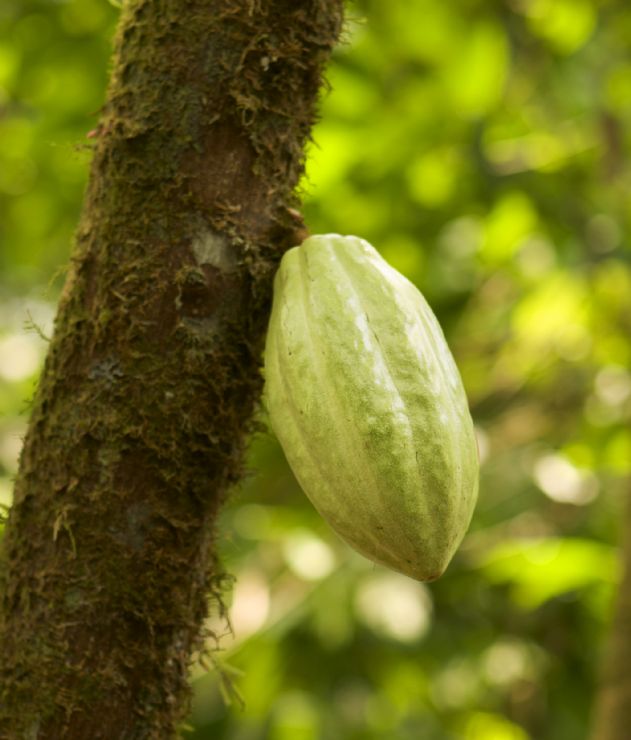 Cacao Pod on Tree can be made into chocolate