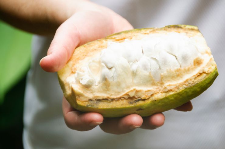 Cacao Pod used for making chocolate