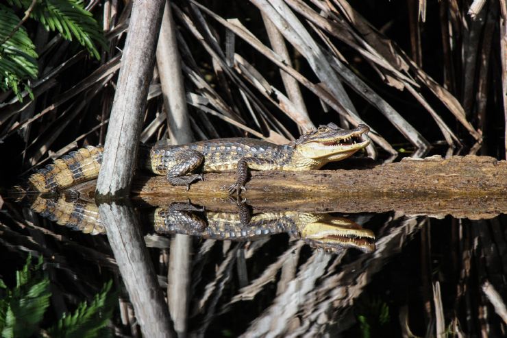 Caiman in its natural enviroment, Sierpe Terraba