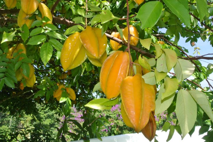 Carambola (Star Fruit) on the tree