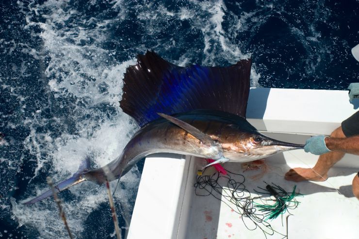 Catch & Release with a Sail Fish outside of Golfito, South Puntarenas