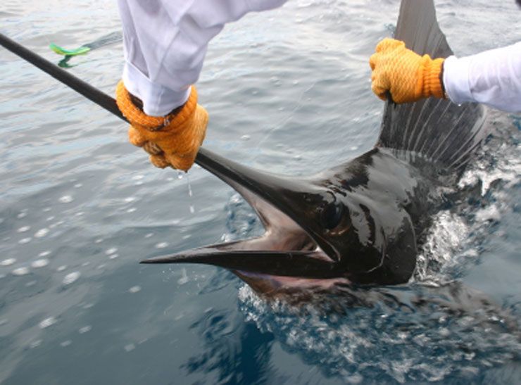 Catch & Release with a Sailfish off of Quepos