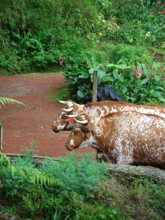 Cattle farming in Liberia, Guanacaste