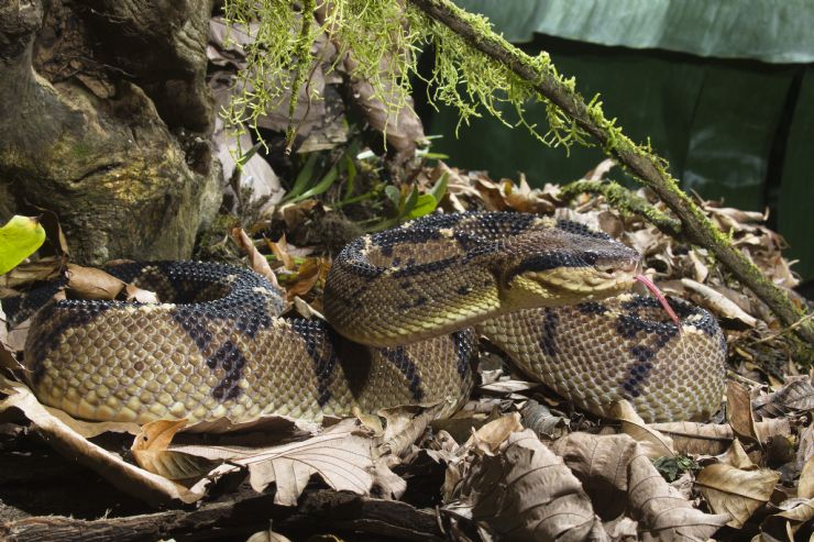 Central American Bushmaster