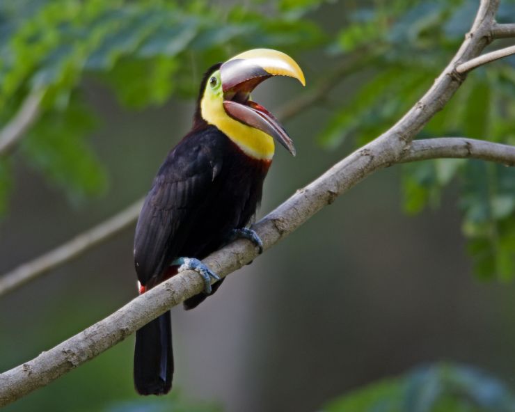 Chestnut Mandibled Toucan standing on a branch