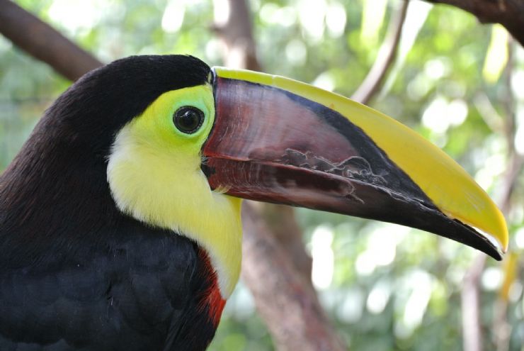 Close up to Chestnut Toucan in Drake Bay