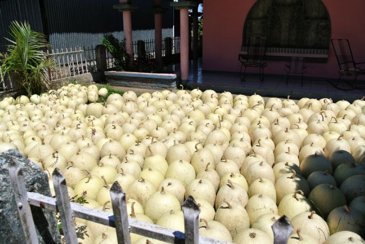 Chiverre fruit on sale in Zarcero, Alajuela