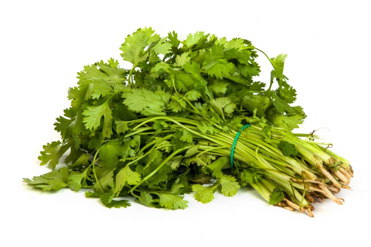 Cilantro leafes in San Jose market