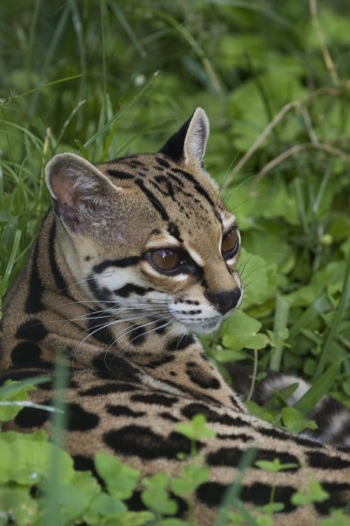 Closeup of a Margay deep in the forest of Monteverde