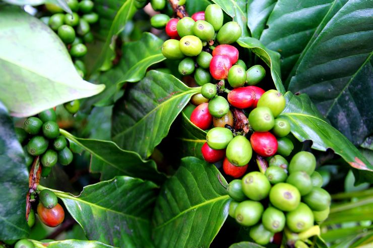 Coffee beans at santa maria de Dota