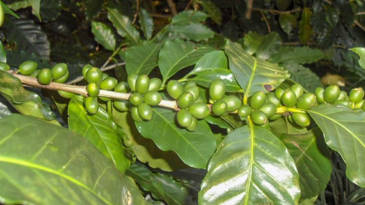 Green Coffee Beans on a Coffee Plant in Costa Rica