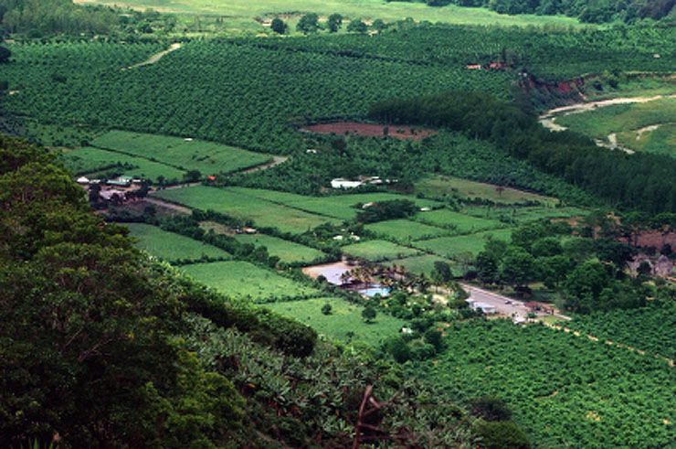 Coffee plantations in the Orosi Valley