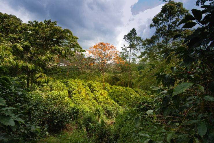 Coffee plantation in Naranjo