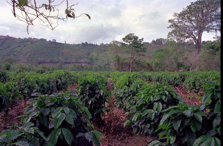 Coffee Plants in Orosi