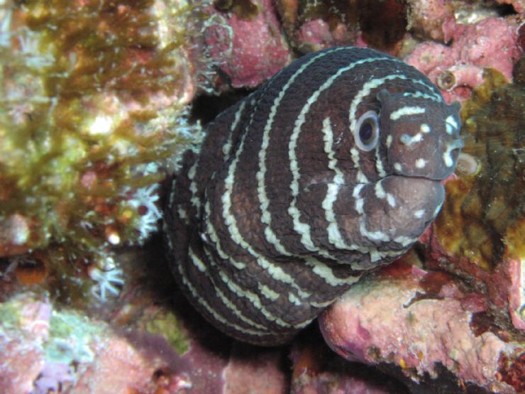 Eel looking at Scuba diver