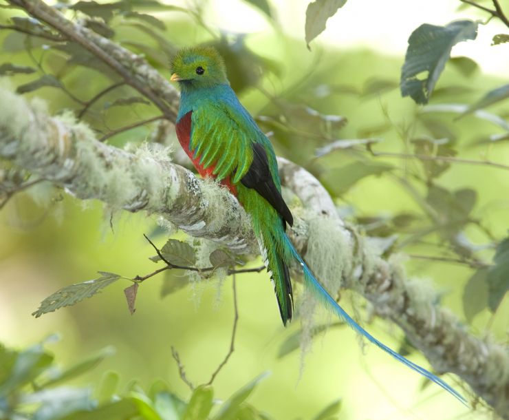 Amazing Quetzal with its wonderful colors