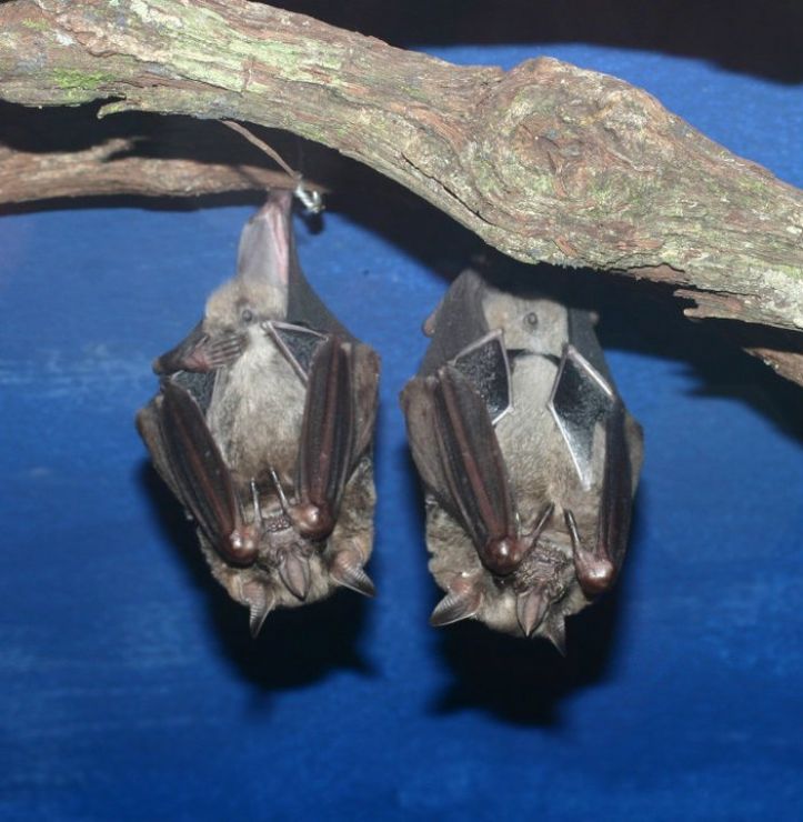 Couple of bats sleeping at bat museum, Monteverde