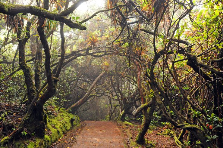 Crazy tree formation on hiking trail at Poas Volcano National Park