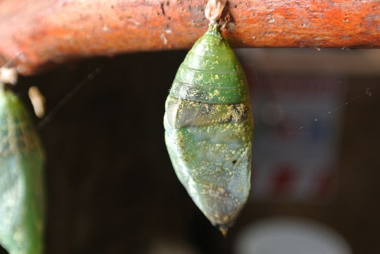 Beautiful crisalid at Butterfly farm in Heredia