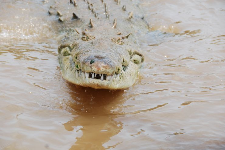 Crocodile smiling for the camera