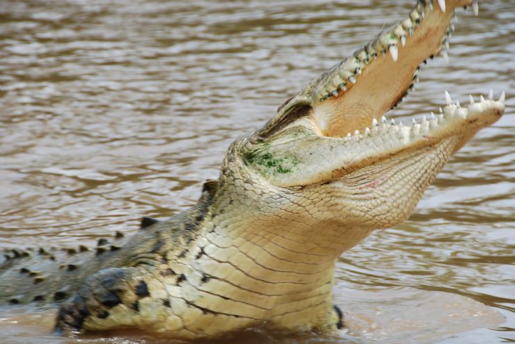 American Crocodile with its mouth wide open