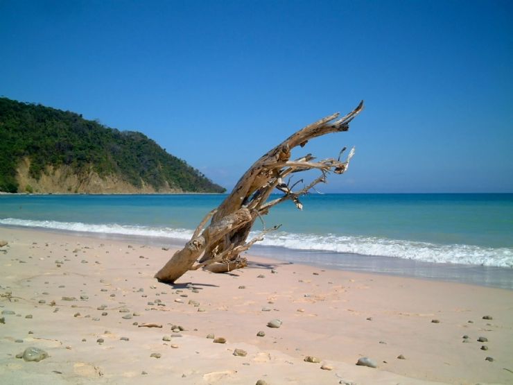 Beach with dead tree in Montezuma