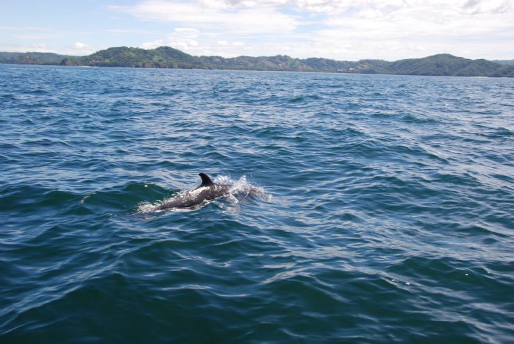 Dolphin swiming next to boat in the Papagayo Gulf
