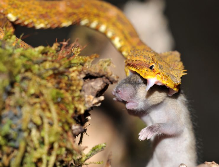 Eyelash pitviper striking