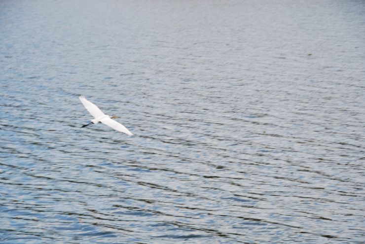 Bird flying over Angostura Lagoon