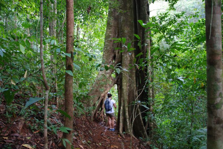 Beautiful suspension bridge in Monteverde