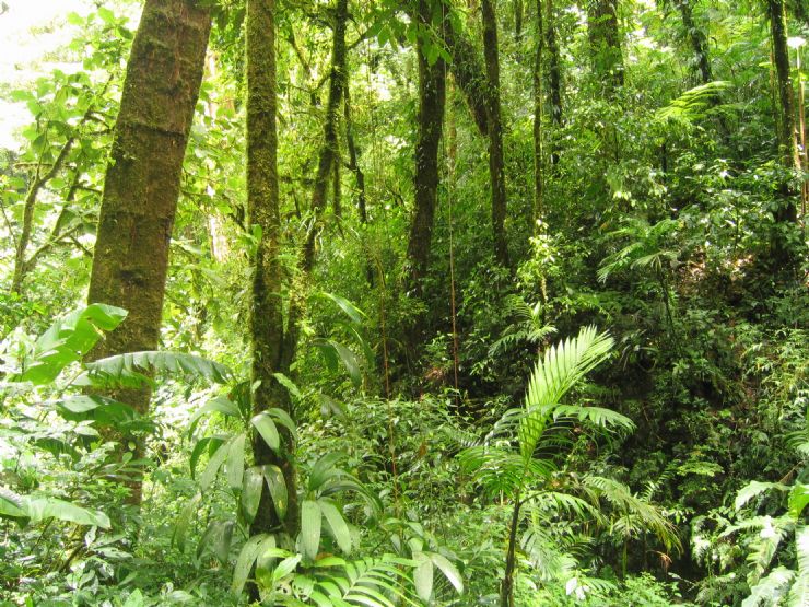 Beautiful green forest at Monteverde Cloud Forest Reserve