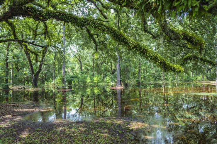 Golfo Dulce Forest Reserve