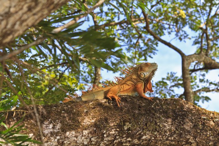 palo verde national park costa rica city guide go visit costa rica