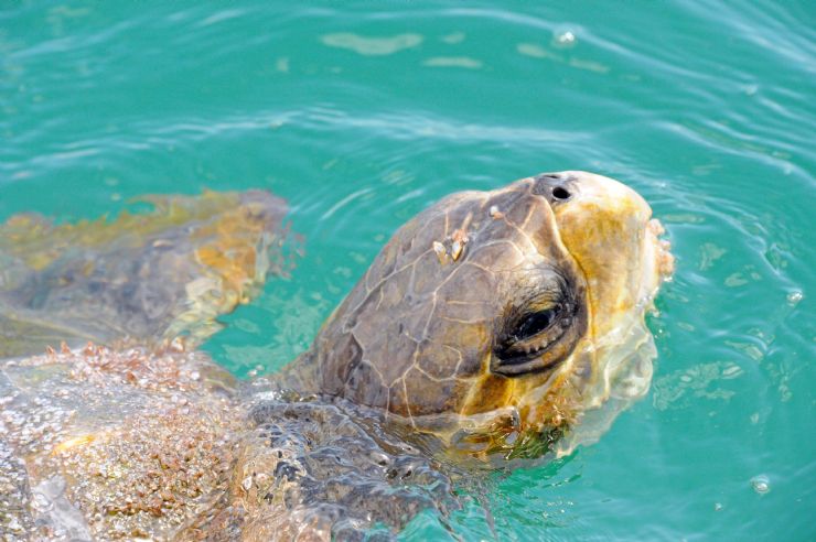 Close up at Green Turtle in Ballena National Park