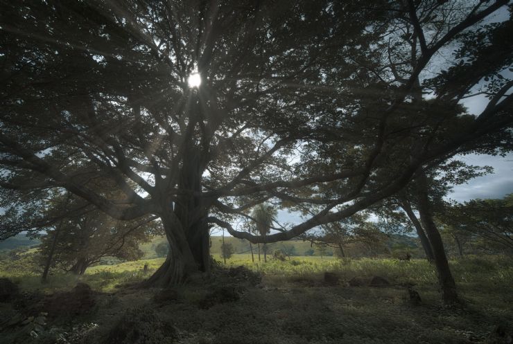 Light Shining through a Guanacaste Tree in Costa Rica