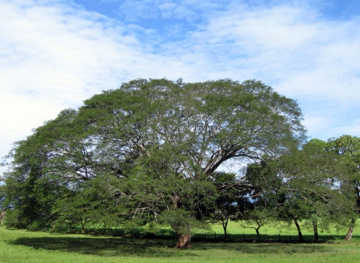 Guanacaste Tree or Elephant Ear Tree - Costa Rica National Tree