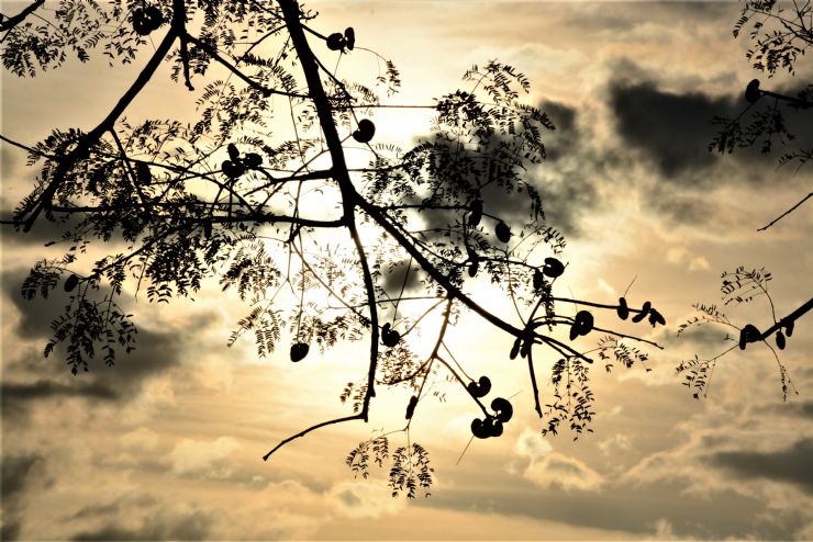 Guanacaste Tree Seed Pods & Sunset in Guanacaste Costa Rica