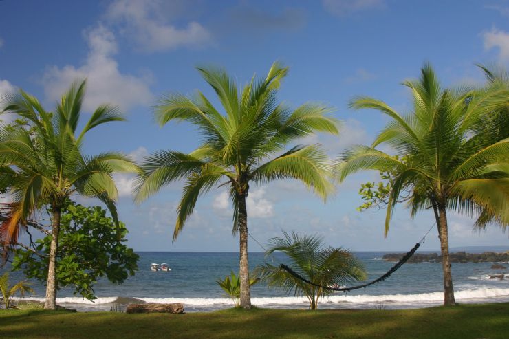 Palm Trees aligned on a secluded beach in Corcovado National Park