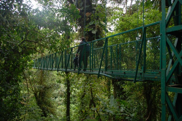 Hanging Bridge at Selvatura