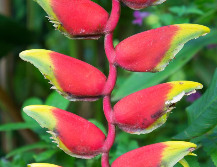 Heliconia Rostrata Flower at Barra del Colorado Wildlife Refuge