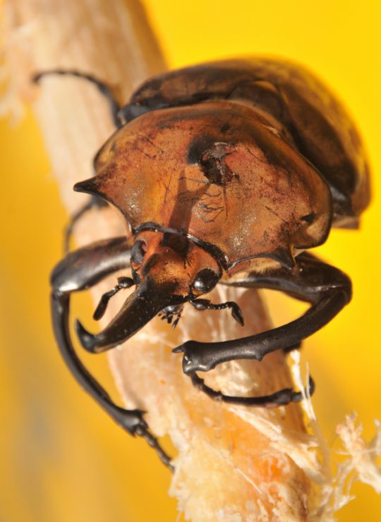 Hercules Beetle (Dynastes hercules) in Arenal National Park