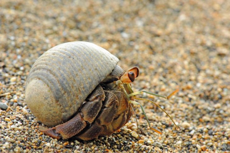 Hermit crab running on beach in Playa Bejuco