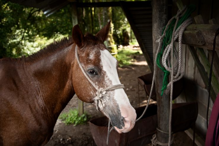 Beautiful horse getting ready for a nice ride